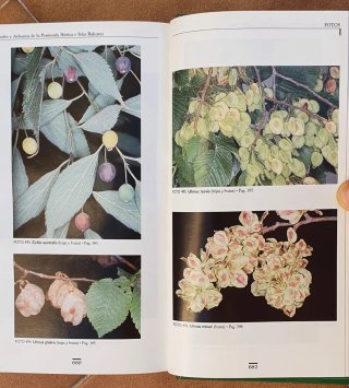 Arboles y Arbustos Península Iberica y Baleares.