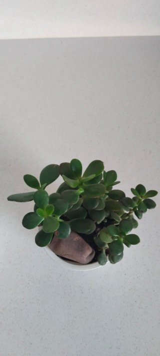 Pack 2 Plantas Árbol de Jade + Piedras decorativas