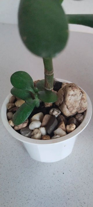 Pack 2 Plantas Árbol de Jade + Piedras decorativas