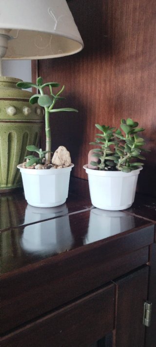 Pack 2 Plantas Árbol de Jade + Piedras decorativas