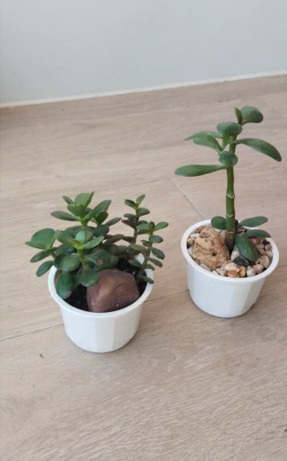 Pack 2 Plantas Árbol de Jade + Piedras decorativas