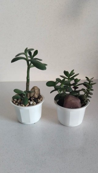 Pack 2 Plantas Árbol de Jade + Piedras decorativas