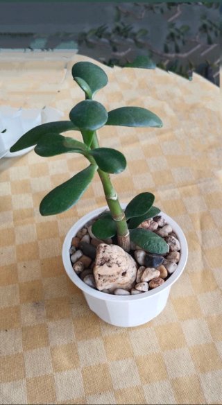 Pack 2 Plantas Árbol de Jade + Piedras decorativas