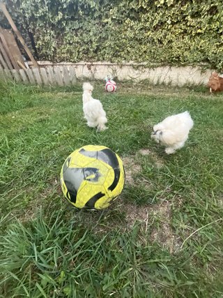 Confezione da 5 palloni da calcio