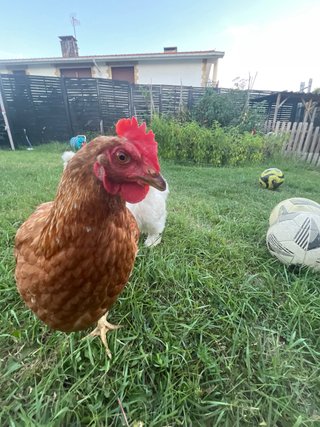 Confezione da 5 palloni da calcio