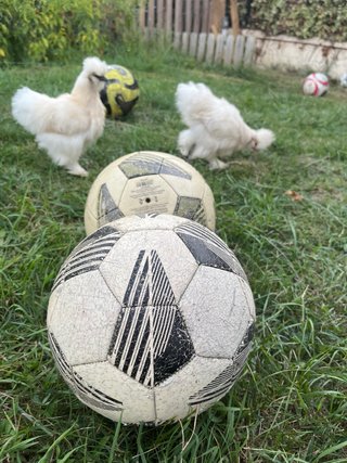 Confezione da 5 palloni da calcio