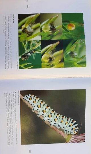 Libro Mariposas en libertad.