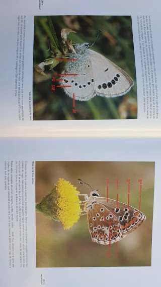 Libro Mariposas en libertad.