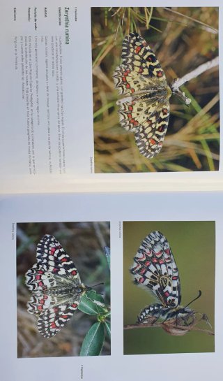 Libro Mariposas en libertad.