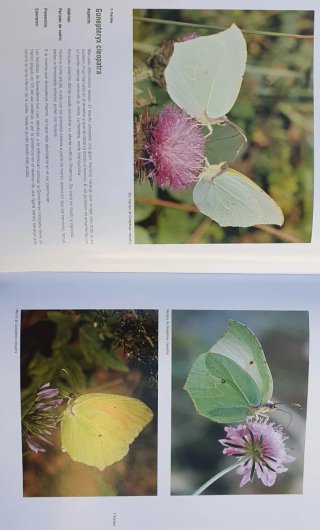 Libro Mariposas en libertad.