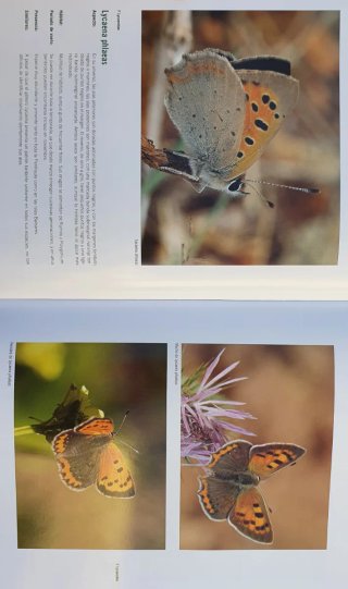 Libro Mariposas en libertad.