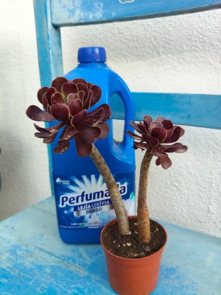 Aeonium color rojizo
