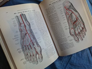Atlas de anatomía humana Huesos, articulaciones...