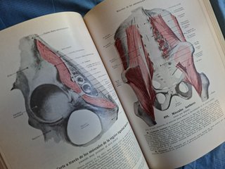 Atlas de anatomía humana Huesos, articulaciones...