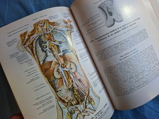 Atlas de anatomía humana Huesos, articulaciones...