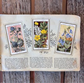 Álbum inglés antiguo 1930 CROMOS FLORES SILVESTRES