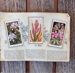 Álbum inglés antiguo 1930 CROMOS FLORES SILVESTRES