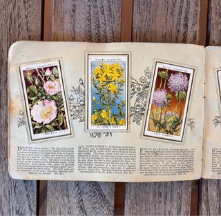 Álbum inglés antiguo 1930 CROMOS FLORES SILVESTRES