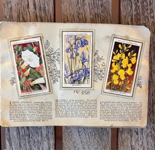 Álbum inglés antiguo 1930 CROMOS FLORES SILVESTRES