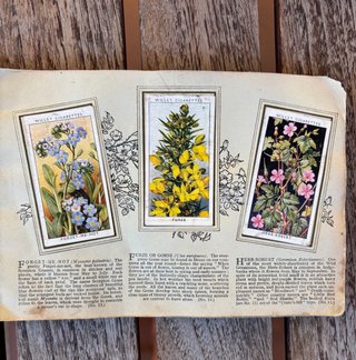 Álbum inglés antiguo 1930 CROMOS FLORES SILVESTRES