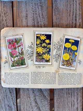 Álbum inglés antiguo 1930 CROMOS FLORES SILVESTRES
