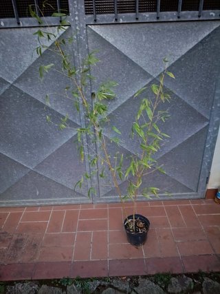 Pianta di bambù Phyllostachys gigante