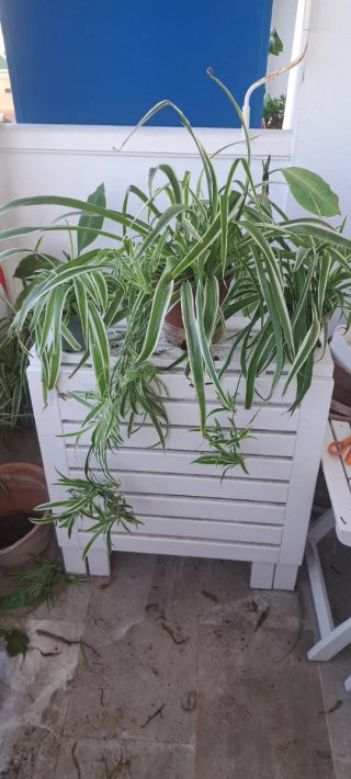 Lote 3 plantas cintas