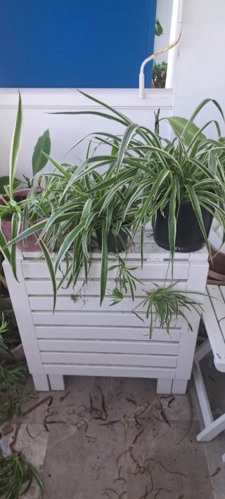 Lote de plantas de interior
