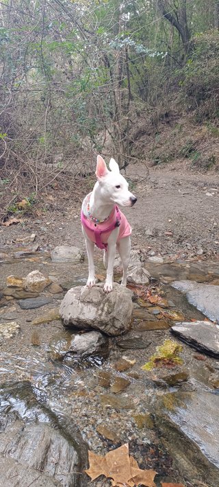 Paseadora de perros.