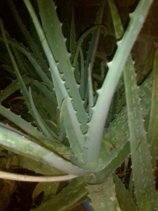 Jardinera 1m Aloe Vera