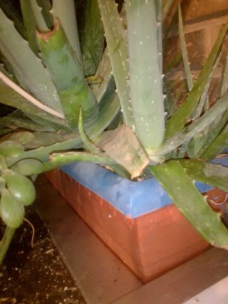 Jardinera 1m Aloe Vera