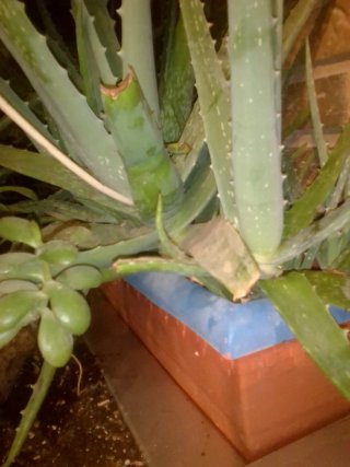 Jardinera 1m Aloe Vera