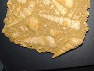 Placa Fósil Moluscos y Gasterópodos.