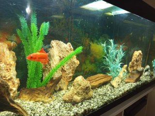 Acuario 300L con accesorios
