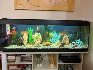 Acuario 300L con accesorios