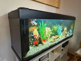 Acuario 300L con accesorios