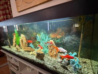 Acuario 300L con accesorios