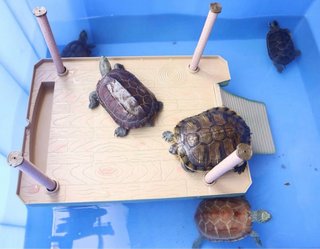 Plataforma Tortugas Acuario
