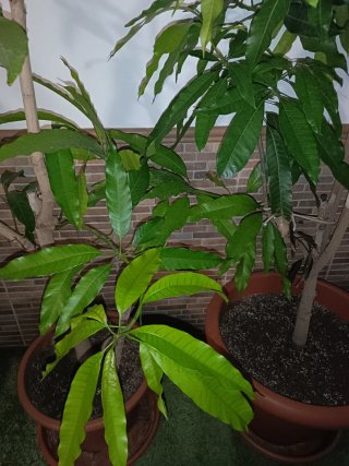 2 árboles de mango de 4 años