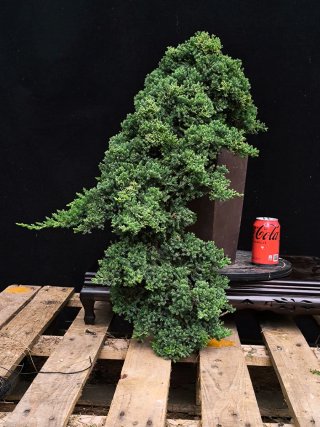 bonsai junipero procumbens nana
