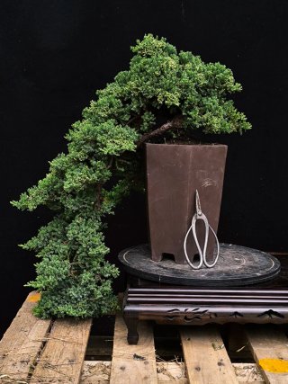 bonsai junipero procumbens nana