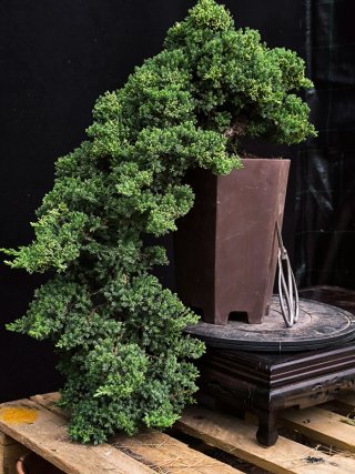 bonsai junipero procumbens nana