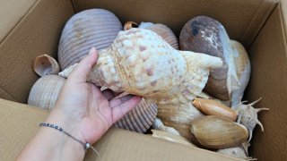 Conjunto de caracolas marinas