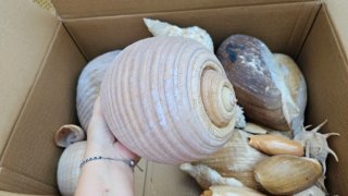 Conjunto de caracolas marinas