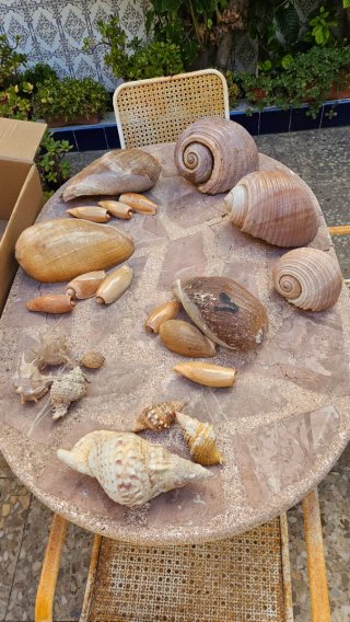 Conjunto de caracolas marinas
