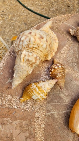 Conjunto de caracolas marinas
