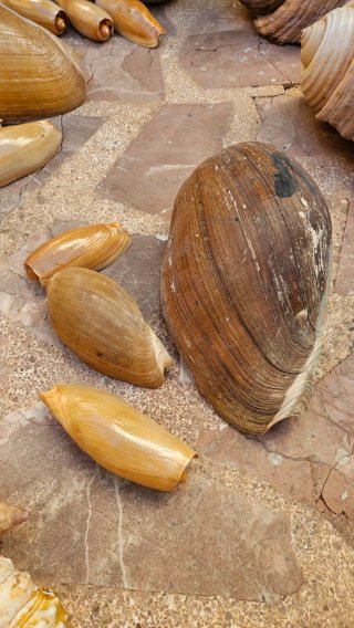 Conjunto de caracolas marinas