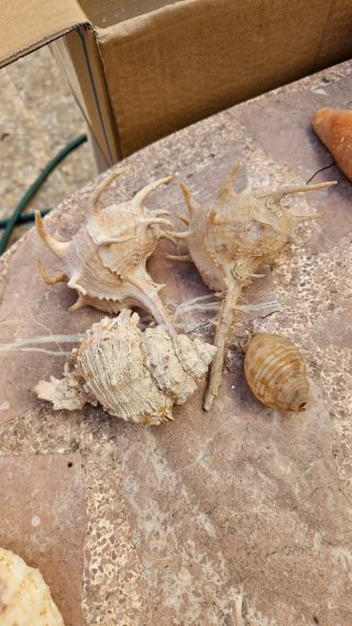 Conjunto de caracolas marinas