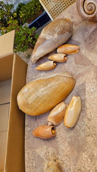 Conjunto de caracolas marinas