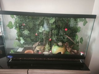 Terrario 81x51x31 cm